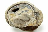Wide Petrified Wood (Schinoxylon) Limb - Blue Forest, Wyoming #373459-1